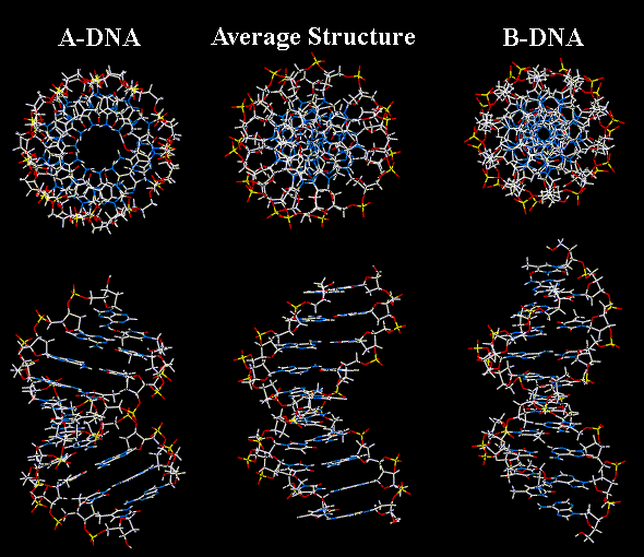 A and B dna