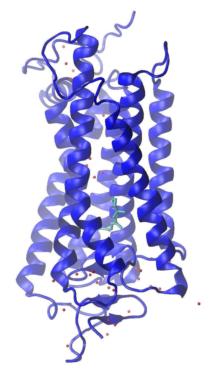 Rhodopsin