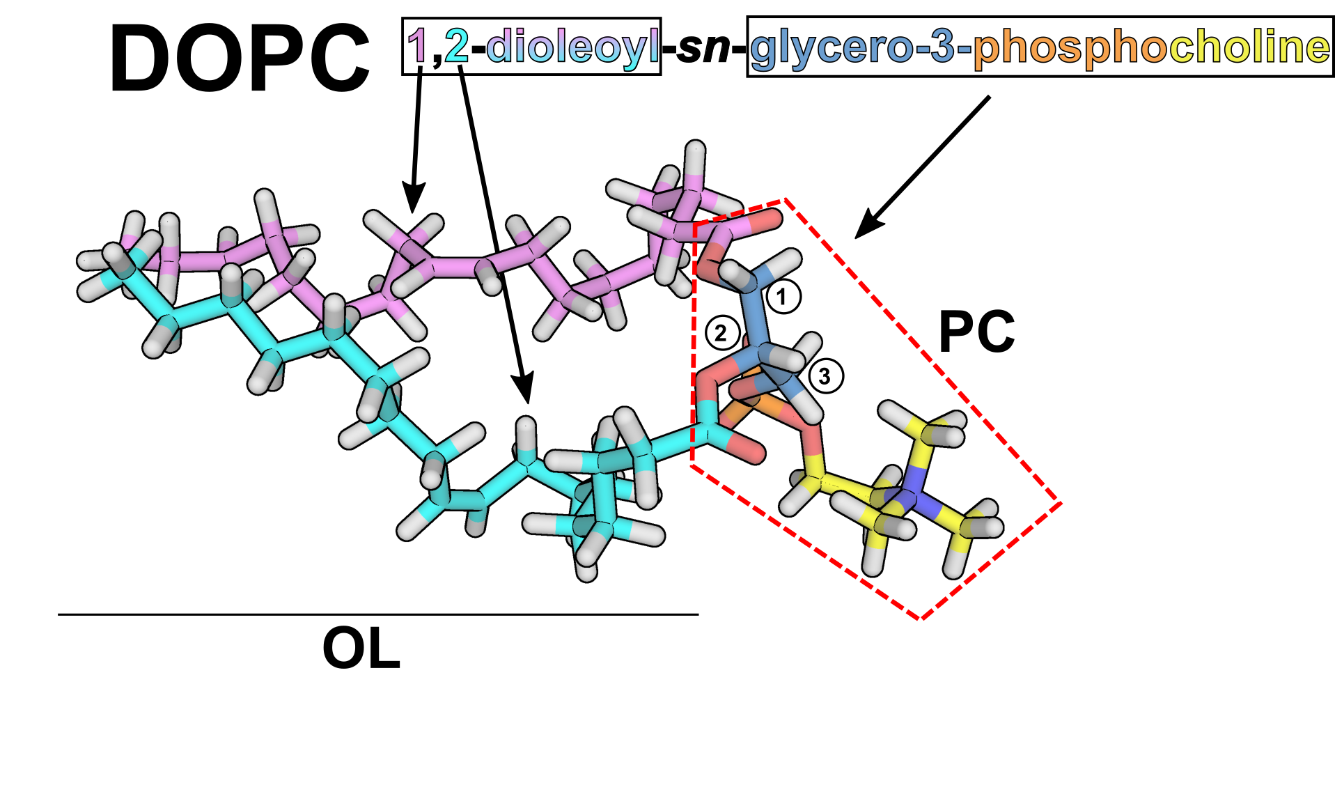 Lipid_Bilayer