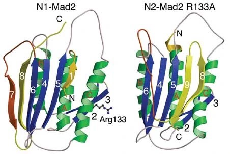 MAD2 conformations